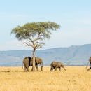 safari trip blog